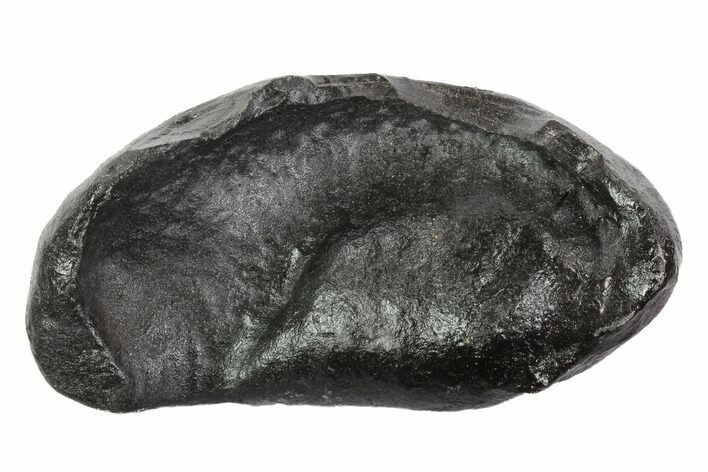Fossil Whale Ear Bone - Miocene #95745
